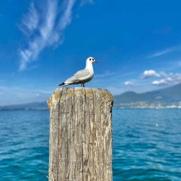 Appartamento con piscina in un ampio complesso sopra il Lago di Garda, ideale per il relax